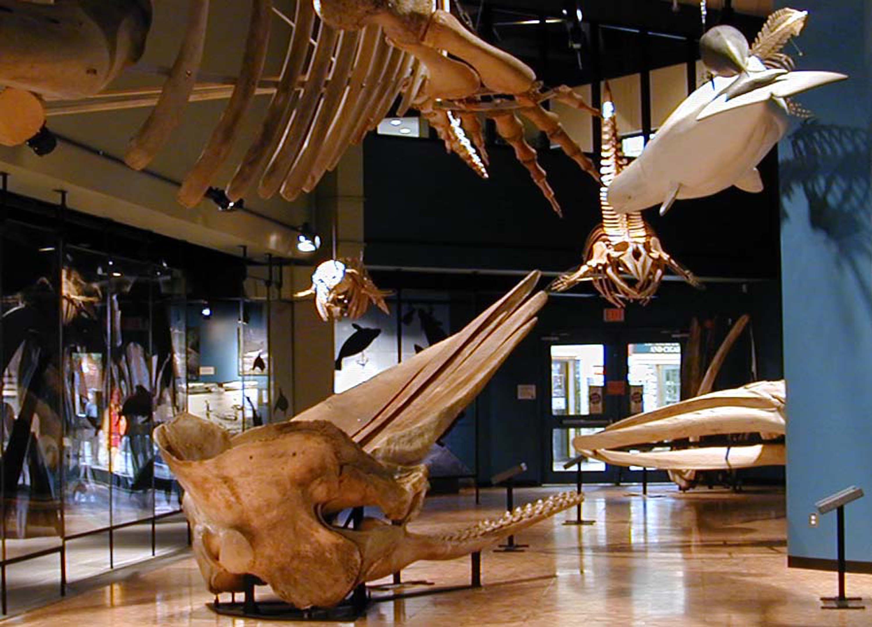 Image result for New Brunswick Museum