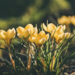 yellow flowers for spring time